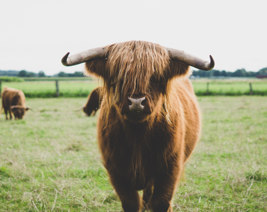 A Voice Of Kindness And Equality