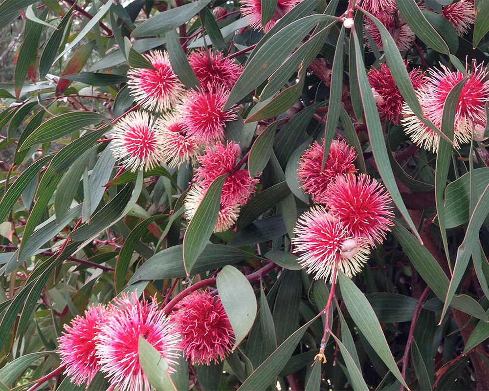 One Bottle, One Tree Byron Bay Skincare