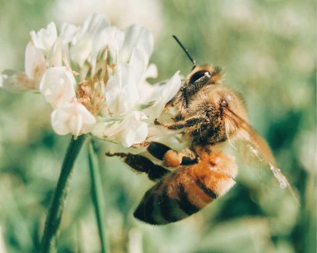 The Bees Are Back!